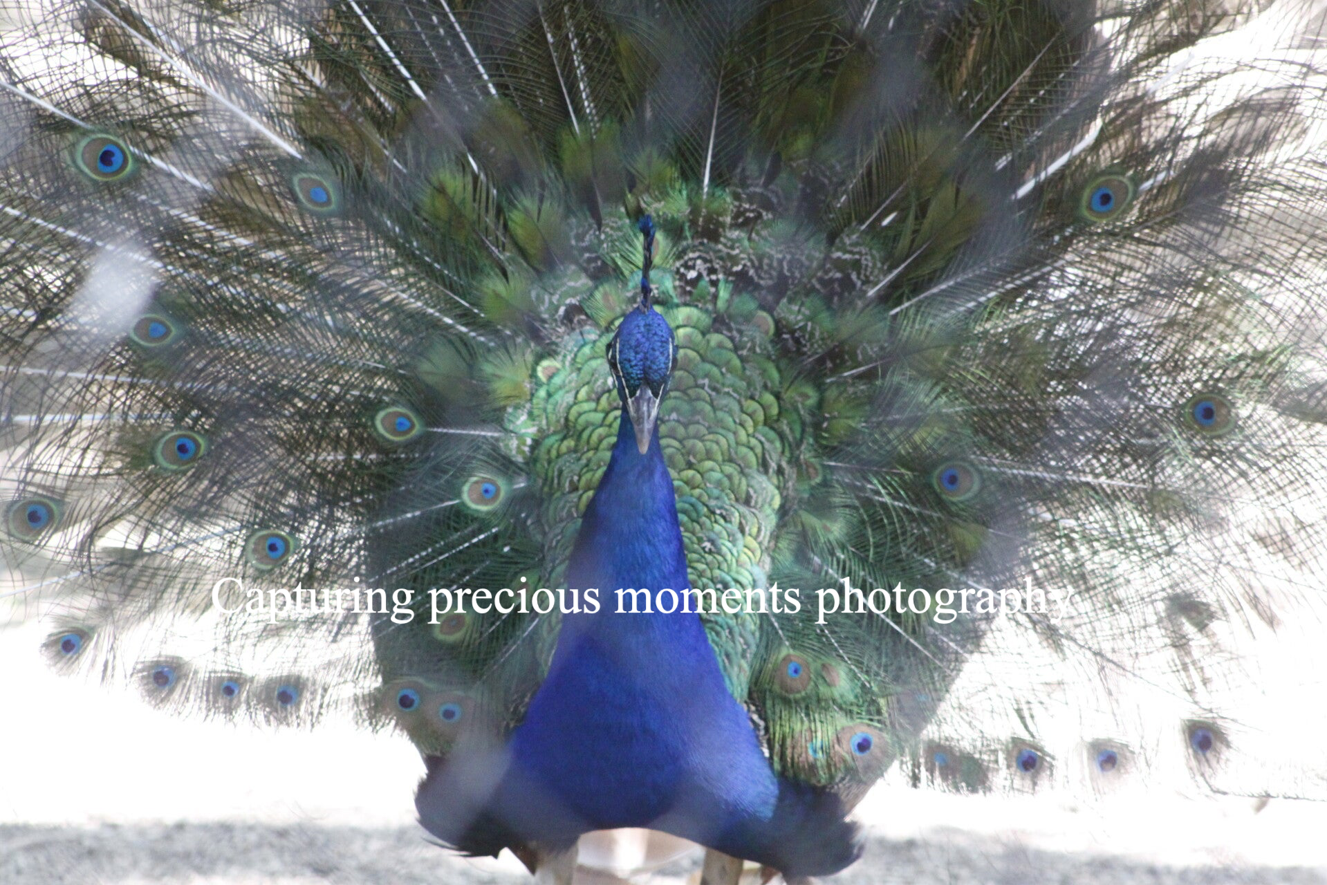 Peacock fan