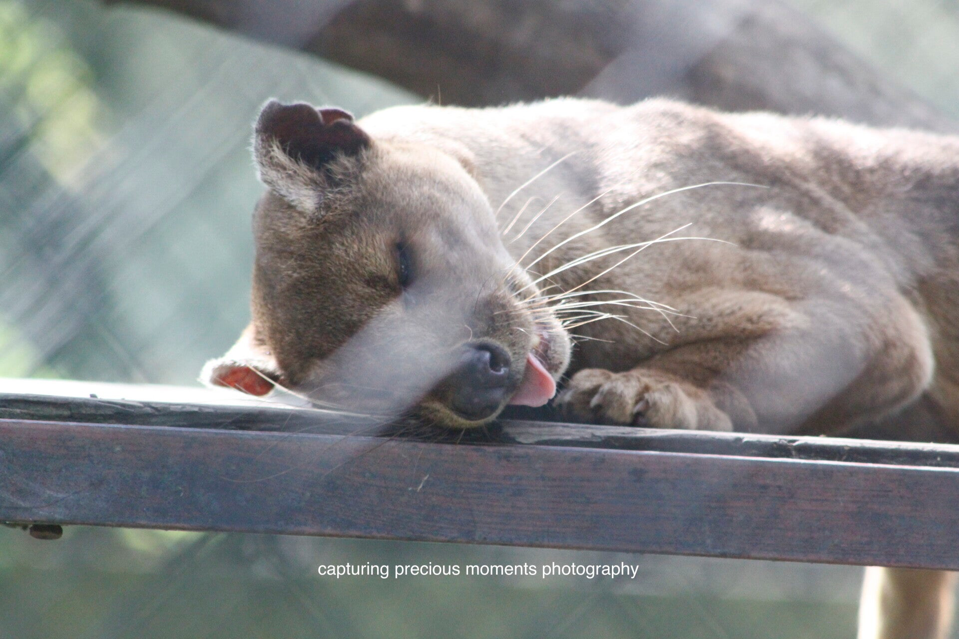 sleeping fossa with tongue sticking out