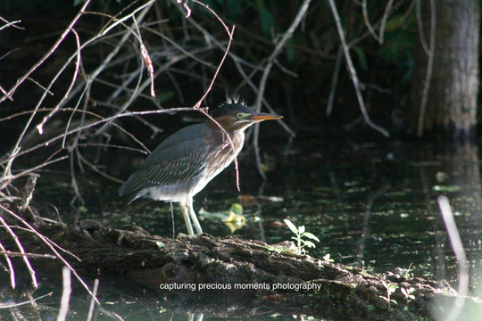 green heron sunshine through
