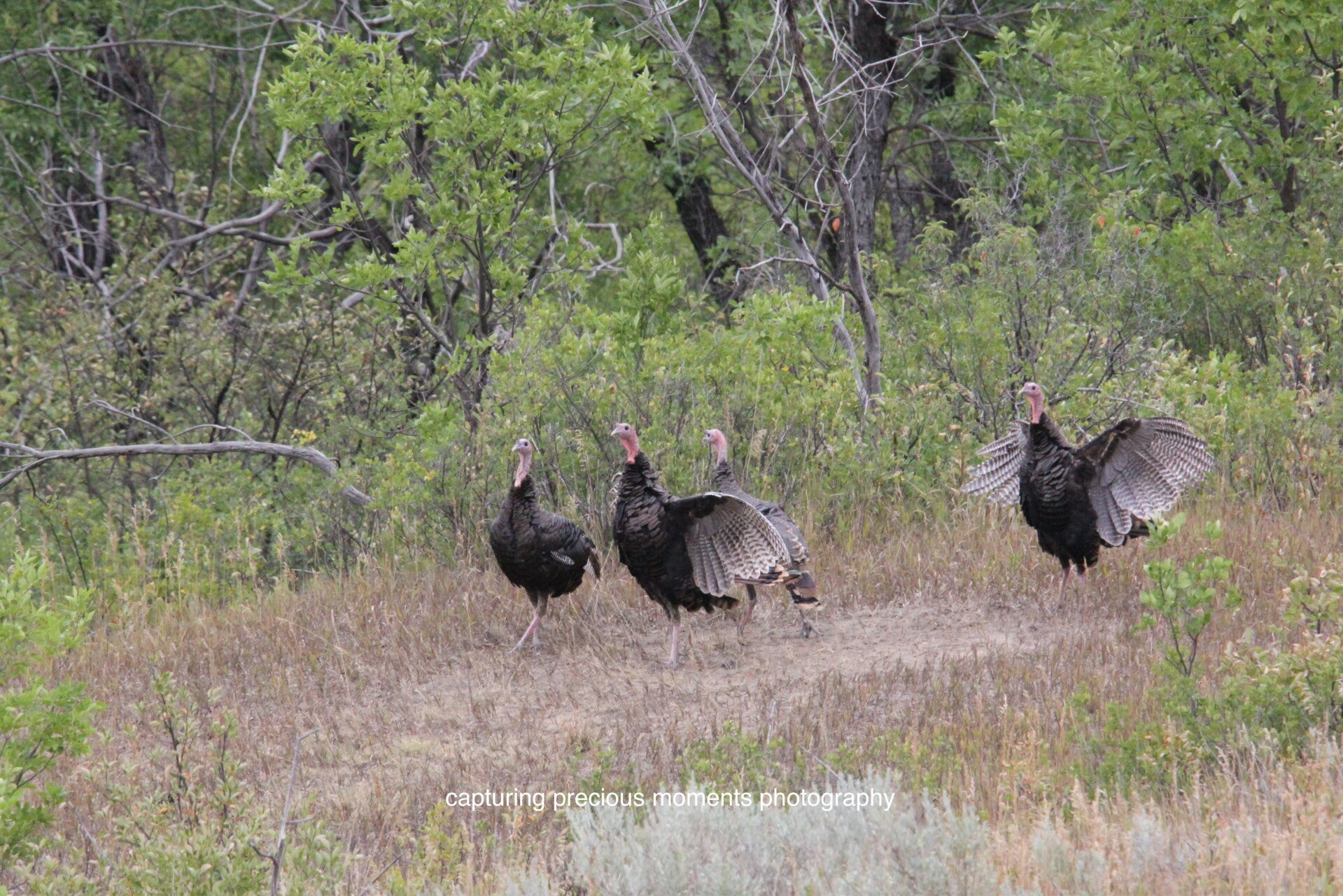 turkeys in Medora