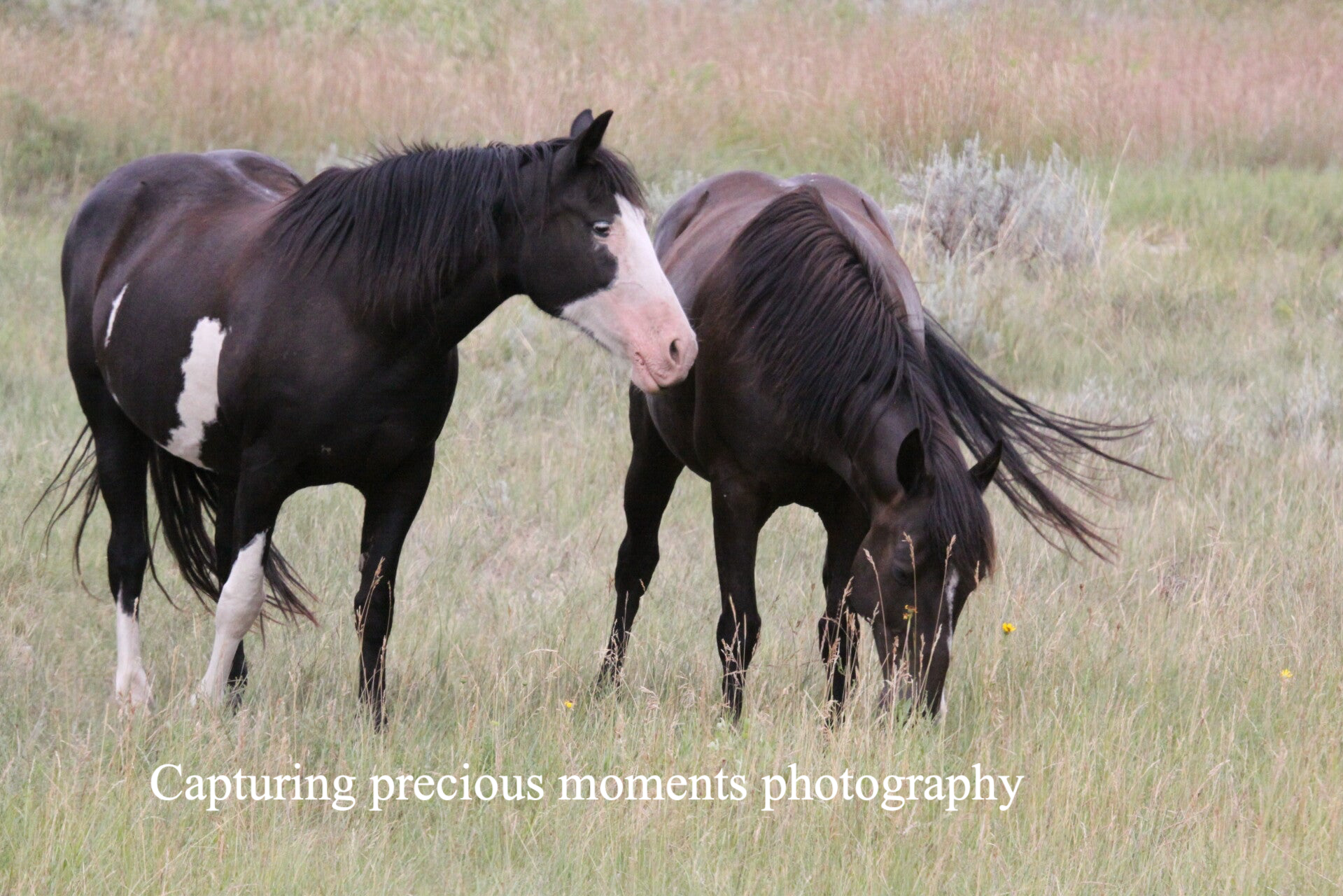 Daisy and serendipity