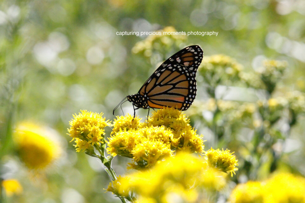 monarch butterflie