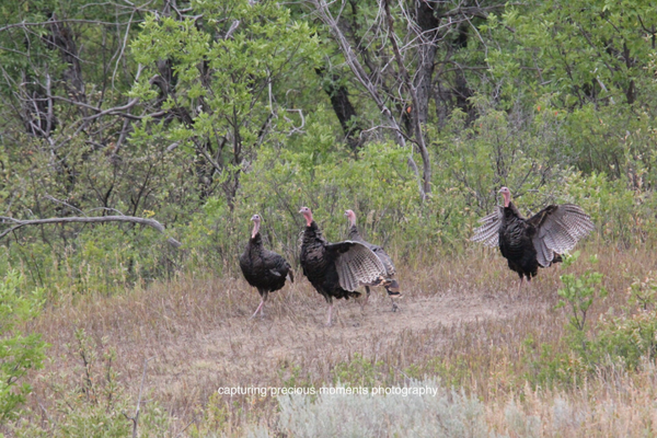 turkeys in Medora