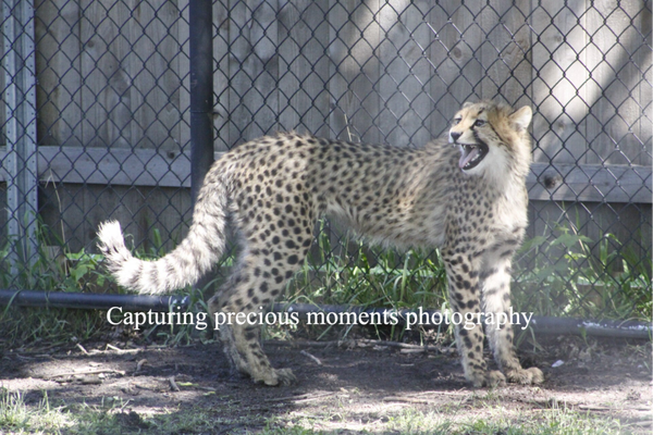 cheetah chirping