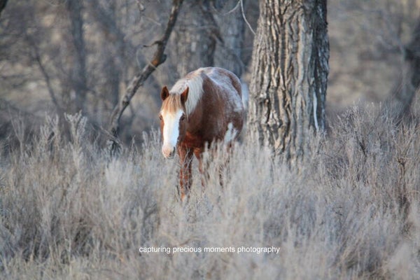 mustang named cloud