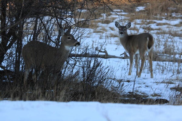 deer on a winter day
