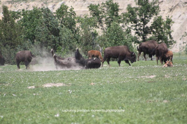 buffalo rolling in dirt