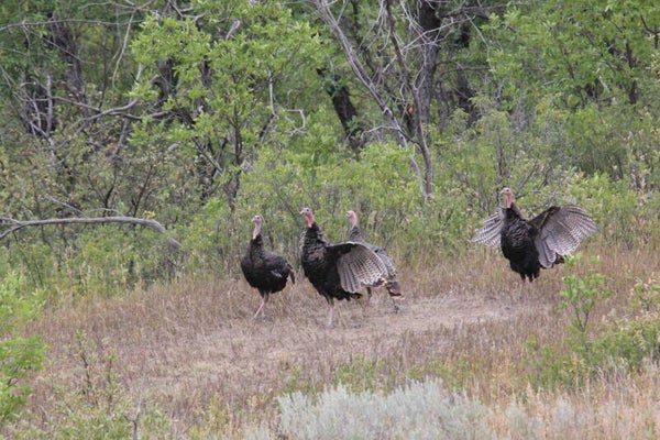 turkey of Medora