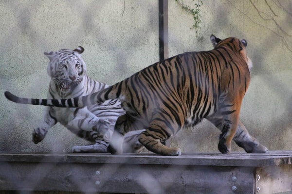 playfight