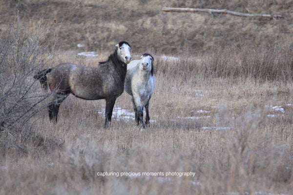 wild horses of medora smiling
