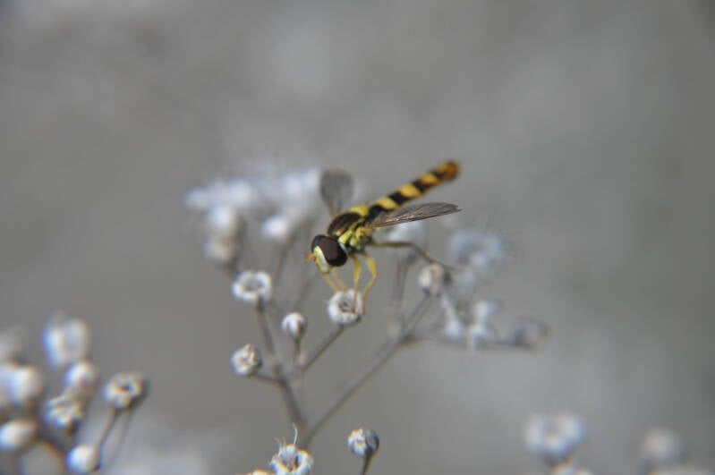 Fotografie Diksmuide Persyn Annemie landschapsfotografie communie lentefeest gezin foto Beerst Annemieke Covemaeker Maikel 