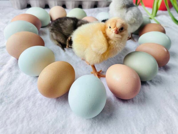 Buff Orpington chick