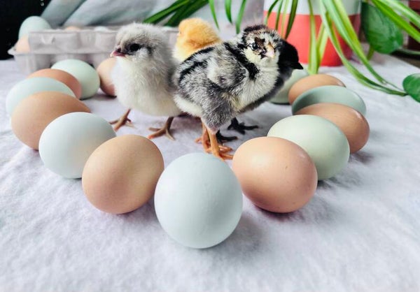 Silver Laced Wyandotte chick