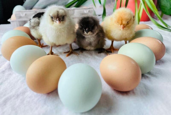 Easter Egger chick