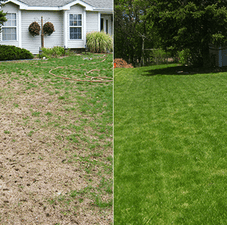 over-seeding-before-after-sq-standard.png