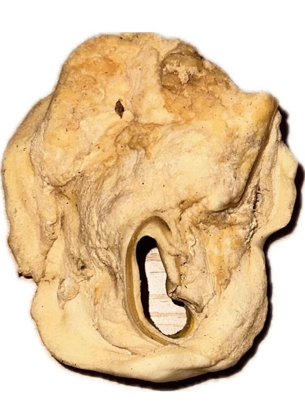 Beef Inner Ear