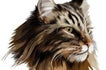 Maine-Coon-Lynx-Cats