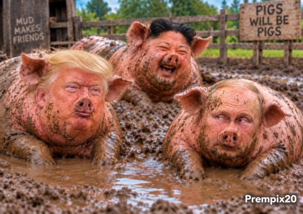 Swine fever