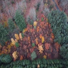 Herfstbos Midden-Drenthe