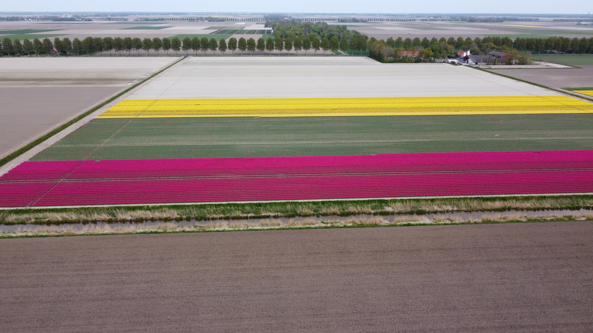 Noordoostpolder_bollenveld