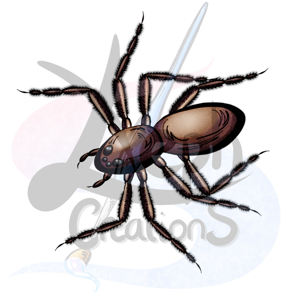 🕷️ Araignée brune