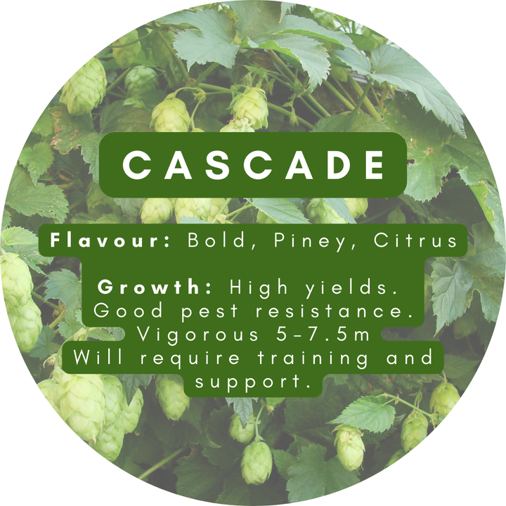 Cascade Hop Plant