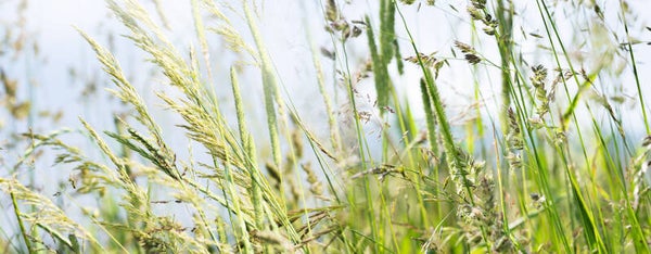 LEEFfit Tai Chi cursus