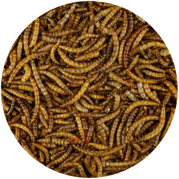 Koi Snack MEELWORMEN
