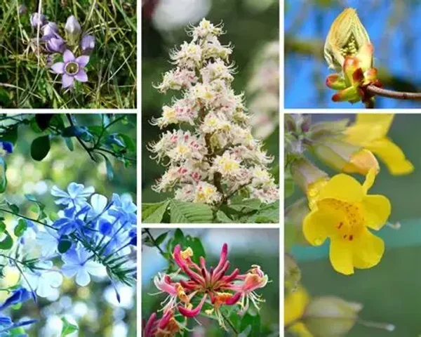 Élixir floral personnalisé – séance de suivi