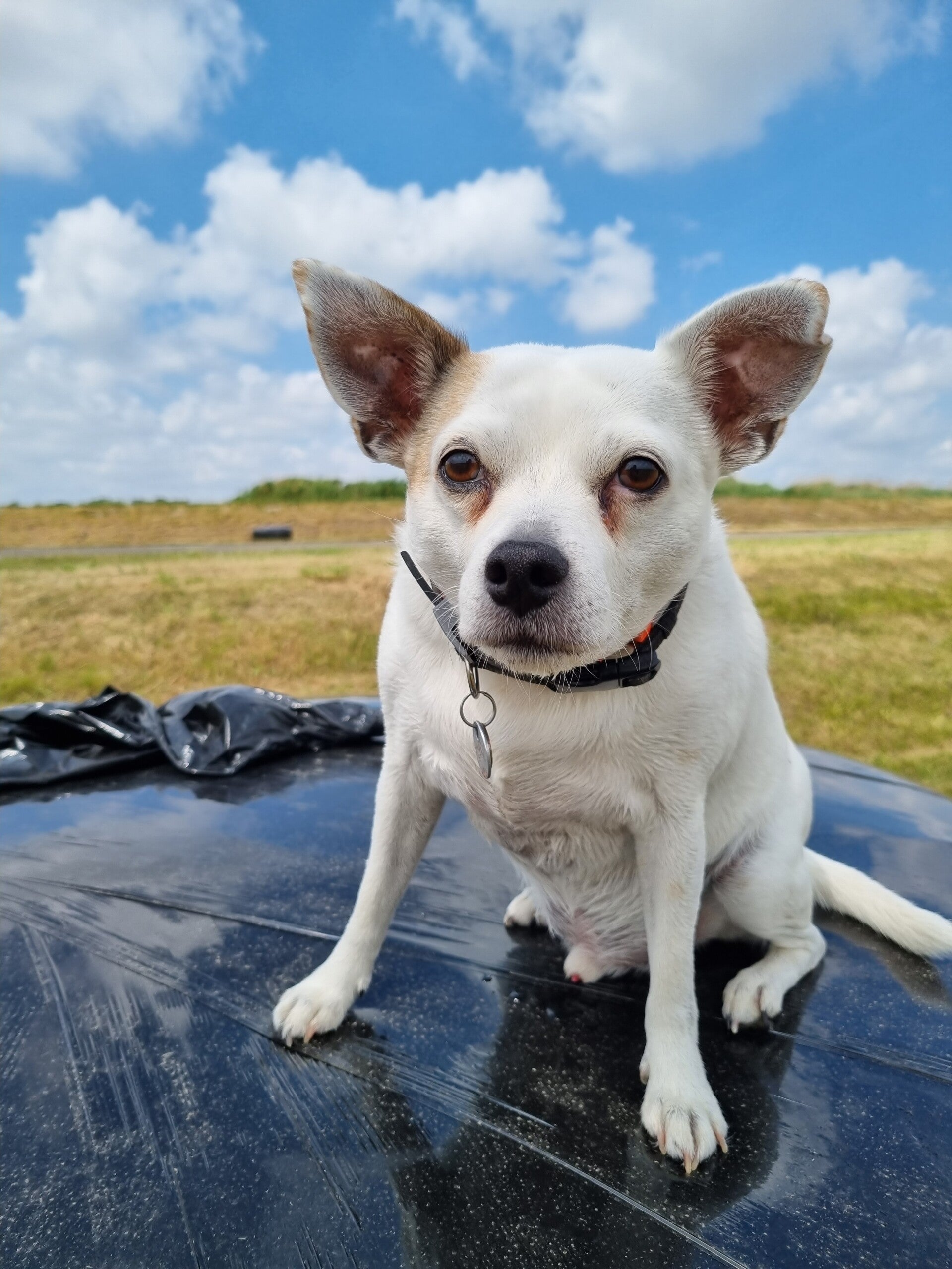 Uitlaatservice individueel Rotterdam