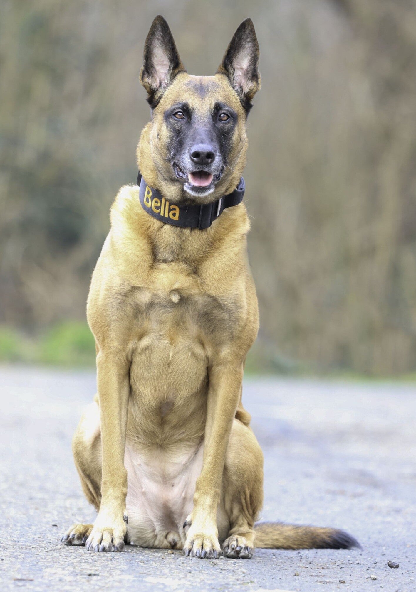 Hondentraining Rotterdam