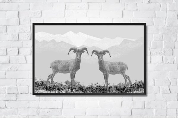 Poster Rams grey