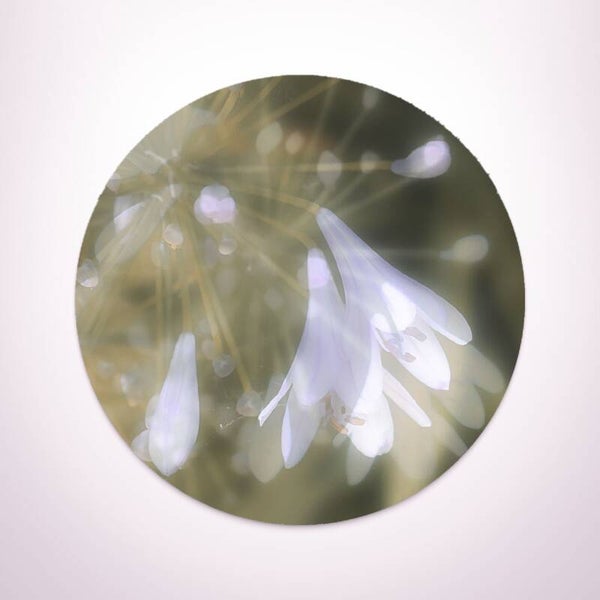 Wall Circle Transparant