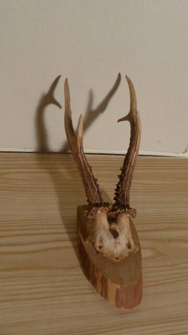 Rehbock Geweih auf Brett - Dekoratives Jagdtrophäe