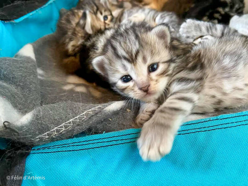 Gshanga - 12 juillet 2020