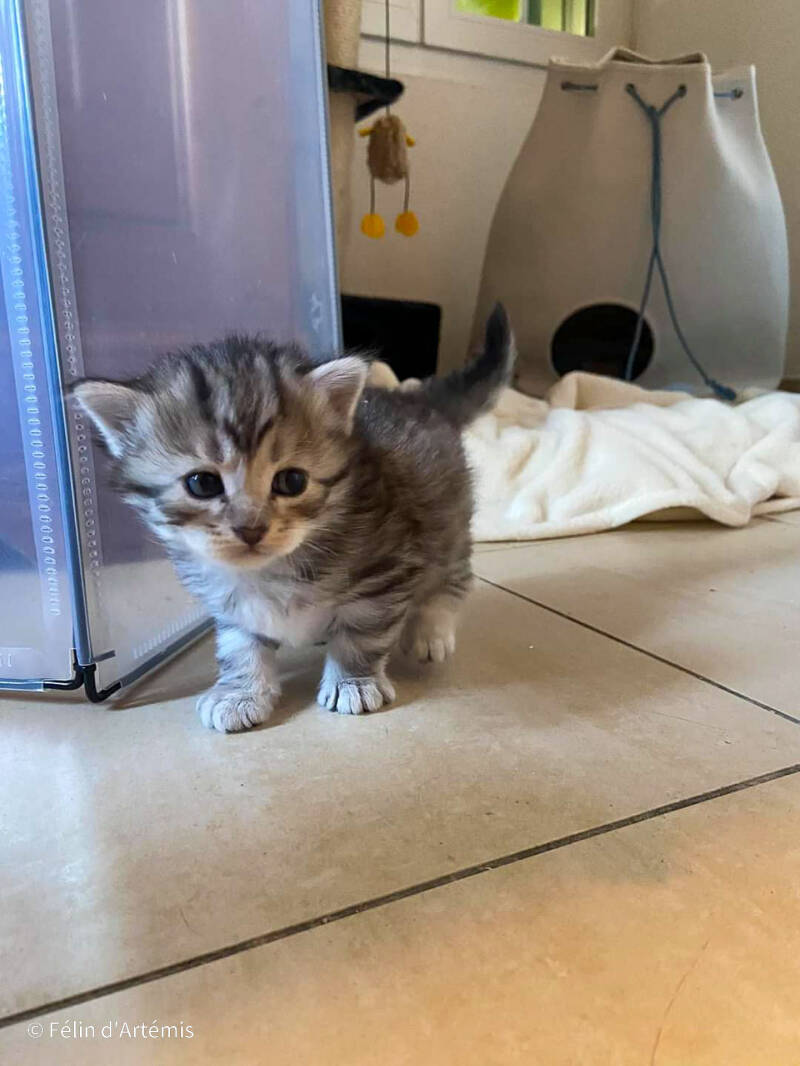 Gshanga - 20 juillet 2020