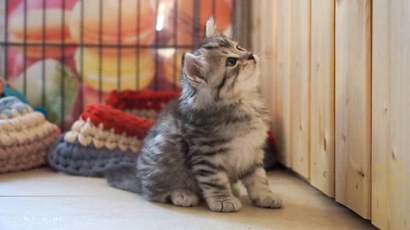 Gshanga - 29 juillet 2020