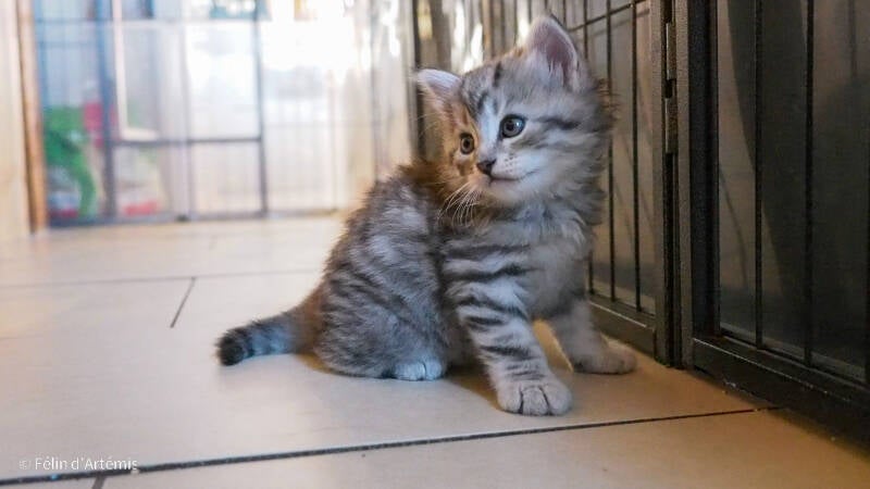 Gshanga - 29 juillet 2020