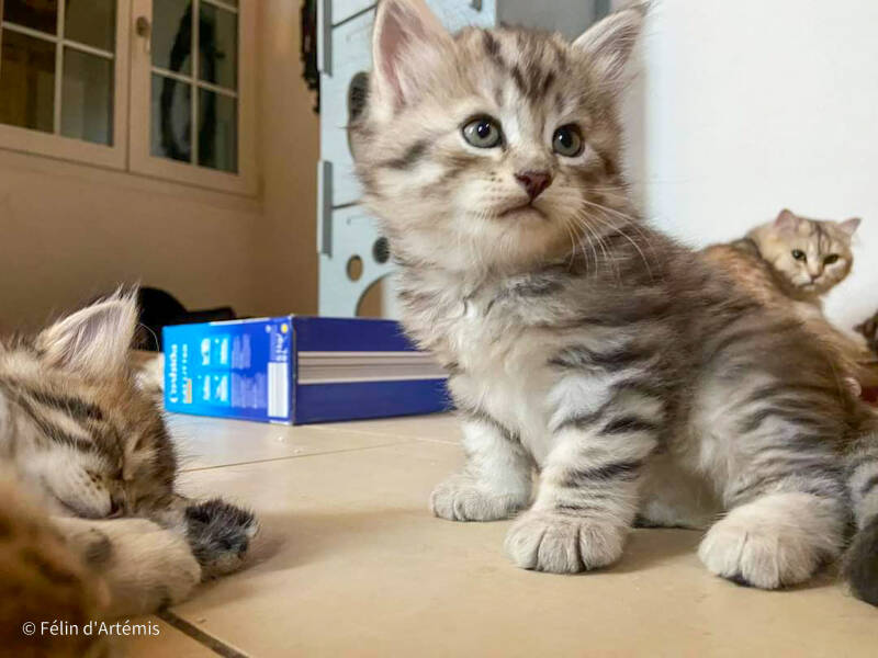 Gshanga - 2 août 2020