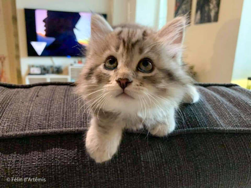 Gshanga - 10 août 2020