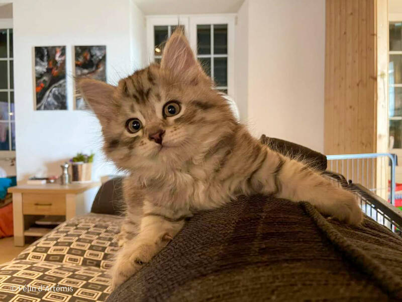 Gshanga - 12 août 2020