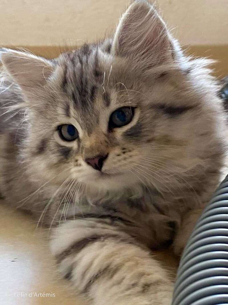 Gshanga - 26 août 2020