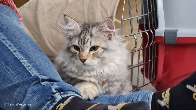 Gshanga - 2 octobre 2020