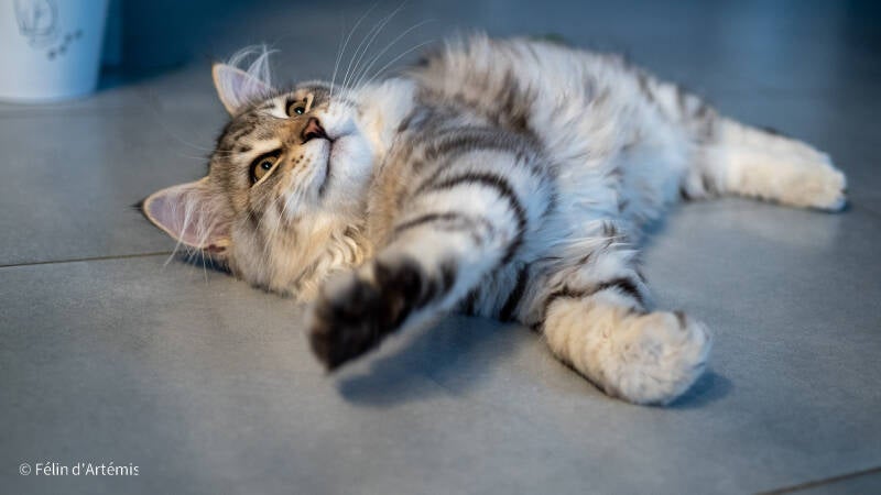 Gshanga - 5 octobre 2020