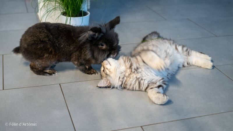 Gshanga - 5 octobre 2020