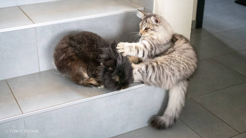 Gshanga et Pantoufle