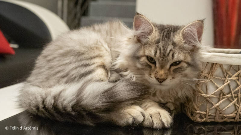 Gshanga - 7 octobre 2020