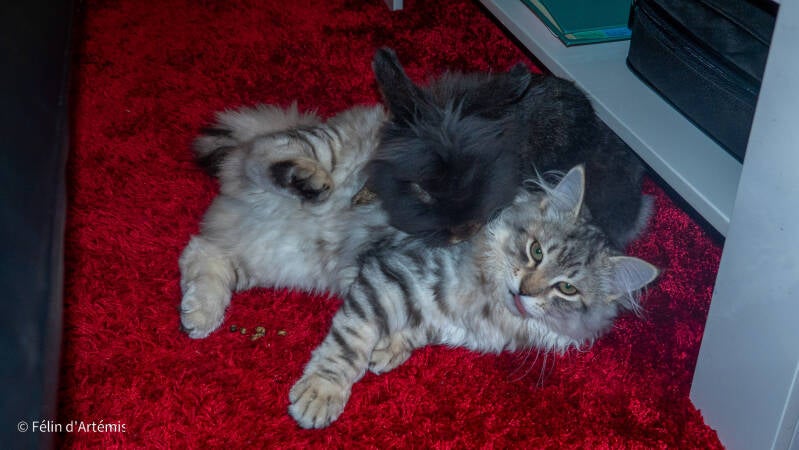 Gshanga - 21 octobre 2020