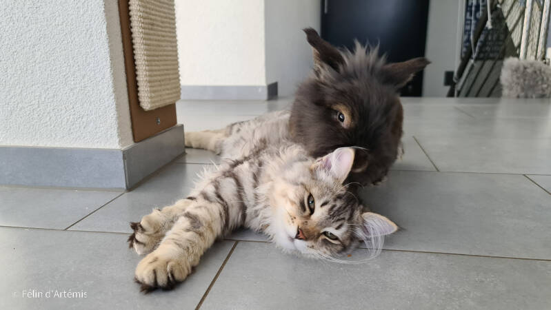 Gshanga et Pantoufle