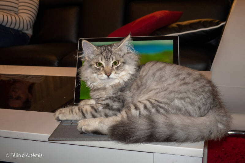 Gshanga - 26 octobre 2020